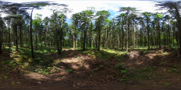 360 degrees spherical panorama of european forest with blue sky in the summer 360 degrees spherical panorama of european forest with blue sky in the summer 360 degree view photos stock pictures, royalty-free photos & images