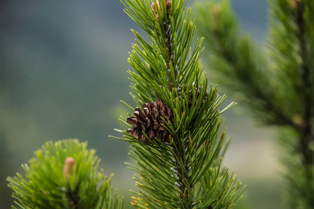 istock Closeup pine tree with cones of spring 691235828