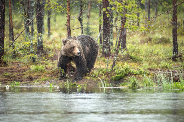 istock European Brown Bear in A Heavy Rain Storm. 691235832