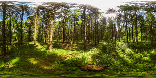 360 degrees spherical panorama of european forest with blue sky in the summer stock photo
