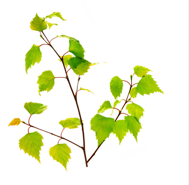 istock Birch leaves isolated on the white background 691238806