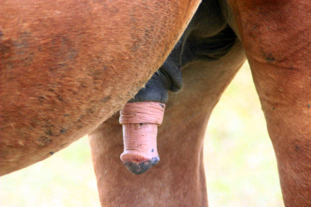 Horse Genitalia Horse Genitalia animal penis stock pictures, royalty-free photos & images