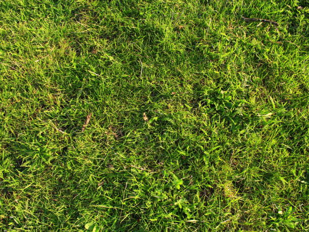 istock first spring green grass in the field 691241874