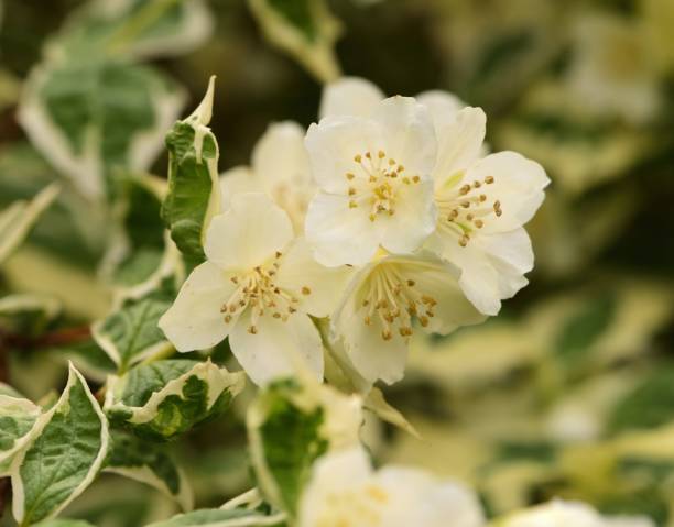 istock Variegated philadelphus in flower 691244102
