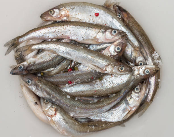 istock Fresh smelt for frying with spices. Small fish. Selective focus 691244120