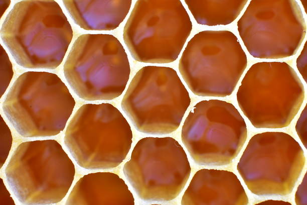 istock Hive, honeycomb full of first, fresh honey 691246034