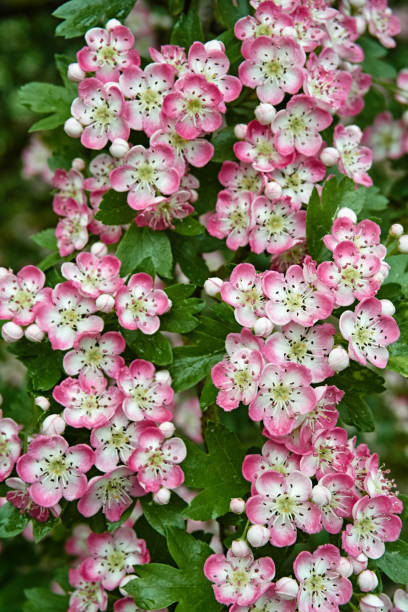 istock pink apple blossoms and rain drops 691246074