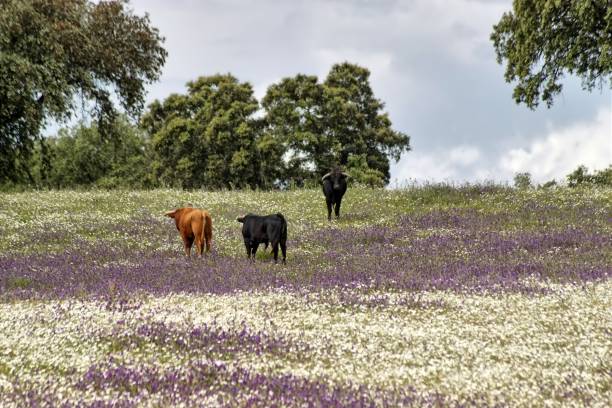 istock cattle grazing in the field 691249006