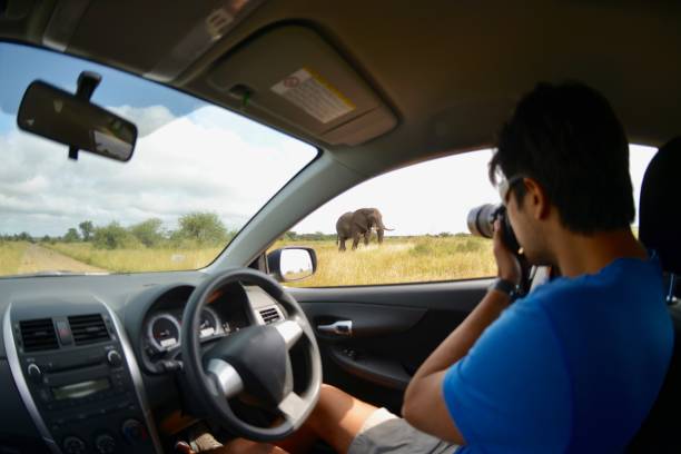 Vista de elefante - foto de stock