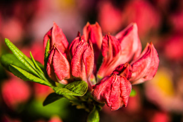 istock Colorful flower garden in spring 691251780