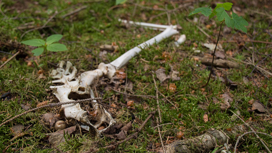 close up of animal bones on the forest floor