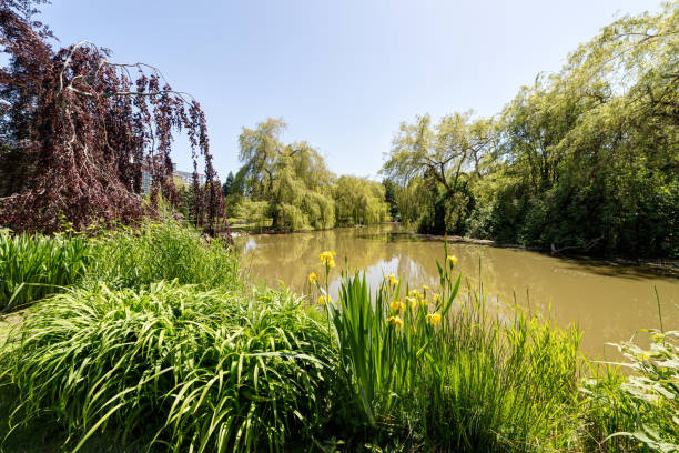 istock lake in Minoru Park, Richmond BC 691254834
