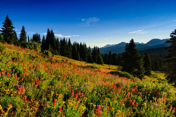 istock Wildflowers in Alpine Meadow 691254850