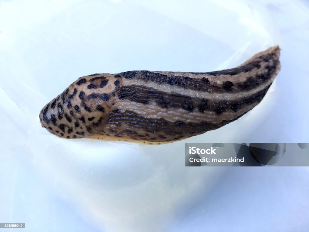 Limax maximus Large adult Limax maximus Animal Stock Photo