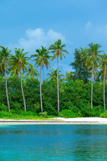 istock Maldives island with beach 691255768