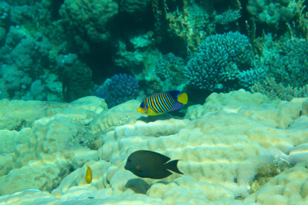 istock colorful fishes 691259224