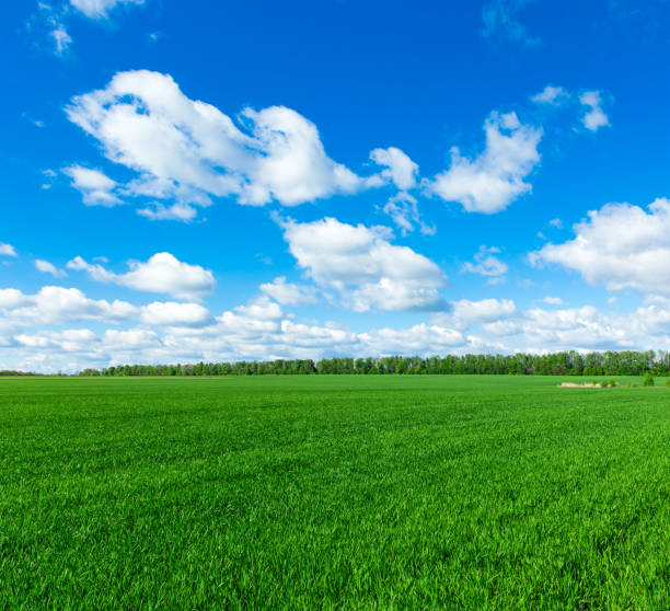 istock field of grass and perfect sky 691266002