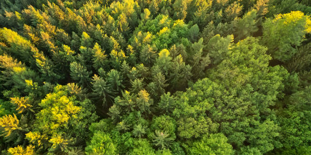 вид с воздуха на еловый лес - берёзовая роща фотографии стоковые фото и изображения