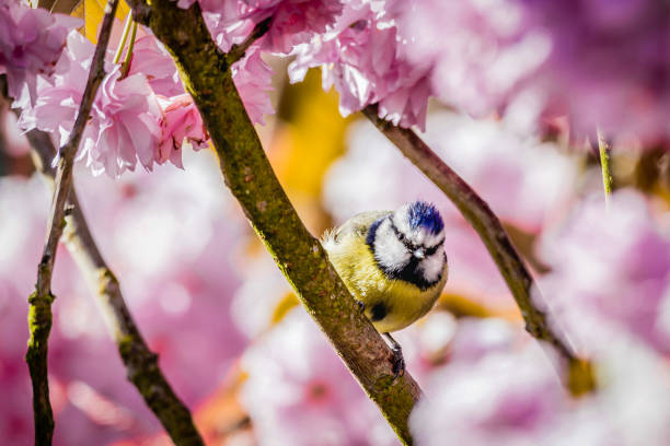 Blue Tit Amongst Pink Cherry Blossom