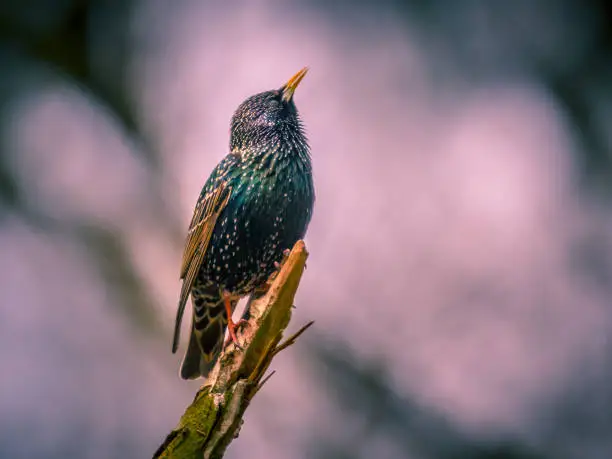 Photo of Singing Common Starling vintage colors