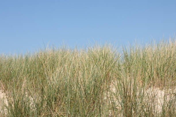 istock dune landscape with sand at the North Sea coast 691275992
