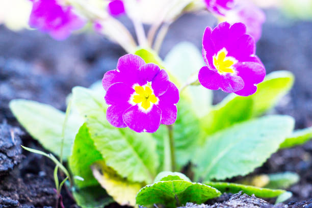 Flowers of Primula juliae, Julias primrose or purple primrose in the spring garden