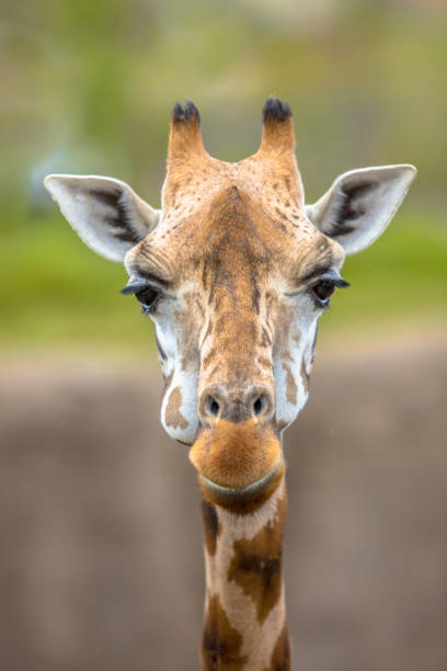 istock Frontal view of southern giraffe 691276326
