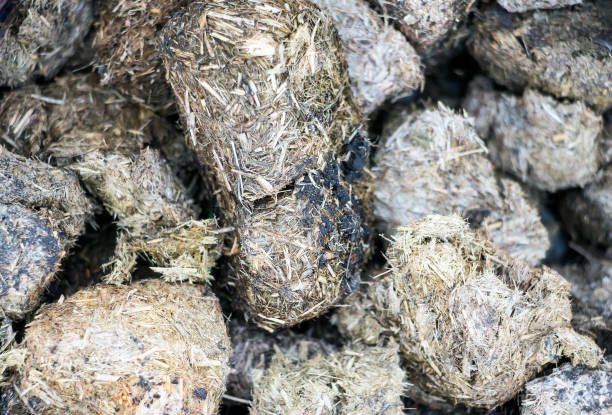 Horse dung close-up for background. Selective focus