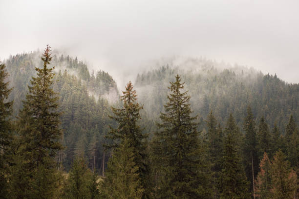 istock Cloudy morning in the mountains 691276546