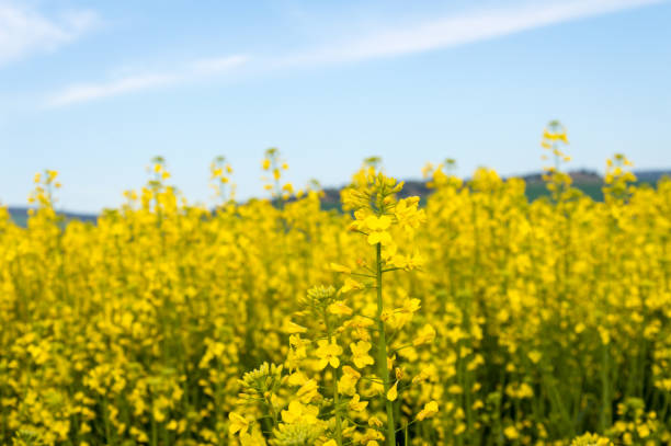 istock Andalusian landscape with canola fields in Spain on a day in spring 691276952
