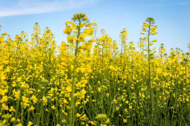 istock Andalusian landscape with canola fields in Spain on a day in spring 691277382