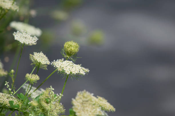istock Wildflowers in morning sunlight 691280058