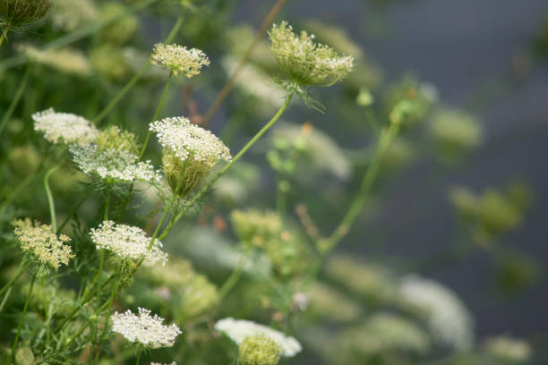 istock Wildflowers in morning sunlight 691280064