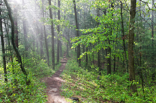 lush green misty forest trail in pine forest state natural area outside black river falls wisconsin