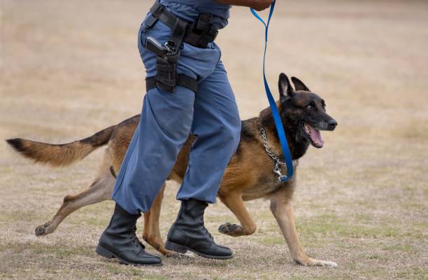 Alert police dog running stock photo