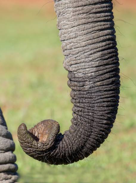nahaufnahme von einem afrikanischen elefantenrüssel - addo south africa southern africa africa stock-fotos und bilder