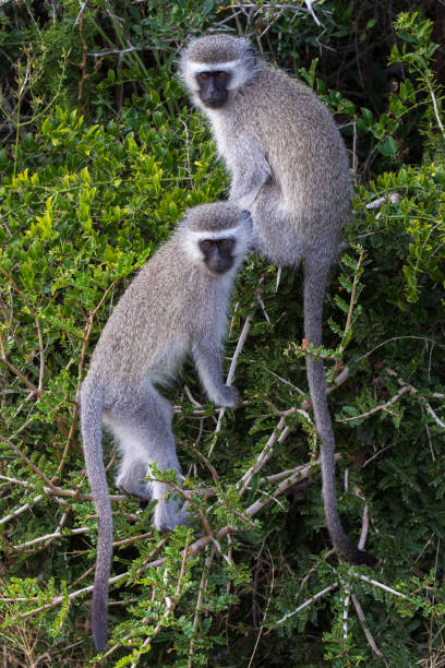 istock Two cute vervet monkeys 691285868