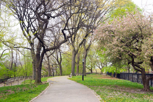 Classic NYC Riverside Park Tree Lined Path with Lamposts This is a royalty free stock color photograph of a tree lined path in Riverside Park in Morningside Heights, an urban travel destination in New York City, USA. Photographed with a Nikon D800 DSLR in spring. harlem park stock pictures, royalty-free photos & images