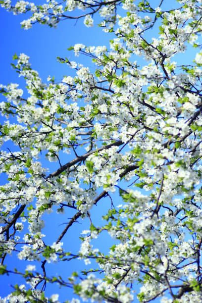 istock Blooming of tree and blue sky in the spring 691286388