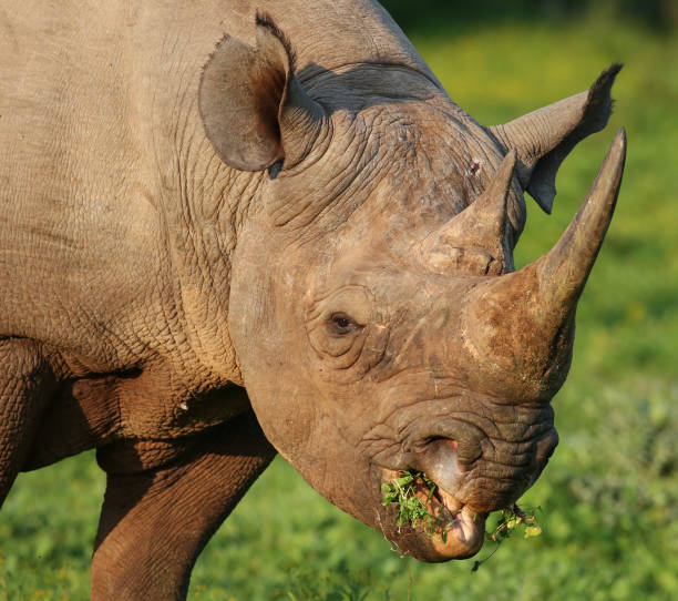 Wild Black Rhino with hooked lip