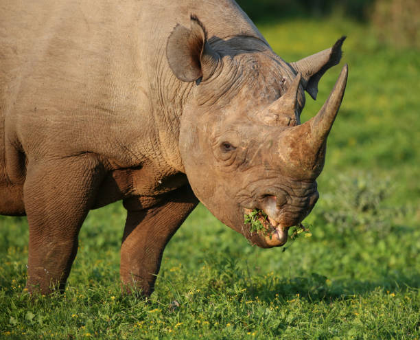 istock Wild Black Rhino with hooked lip 691286484
