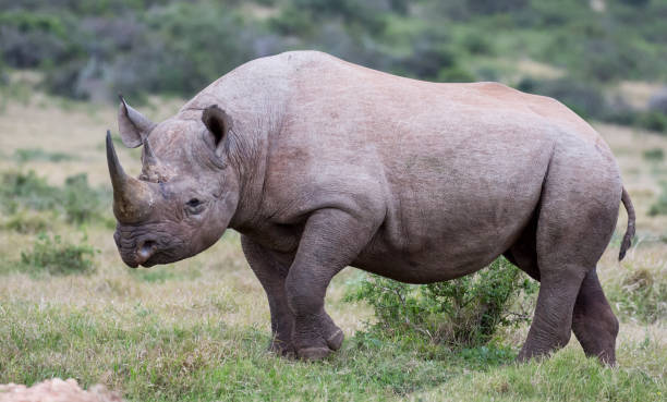istock Large male black rhino 691286760