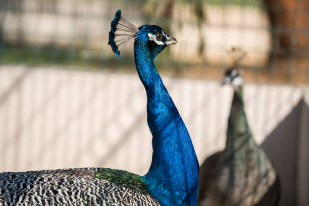 istock Portrait of a two peacock 691286832