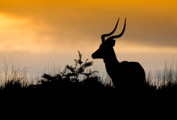 istock Impala antelope with long horns silhouetted 691286938