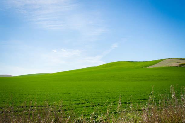 istock Andalusian landscape with green hills and fields in Spain on a day in spring 691286946