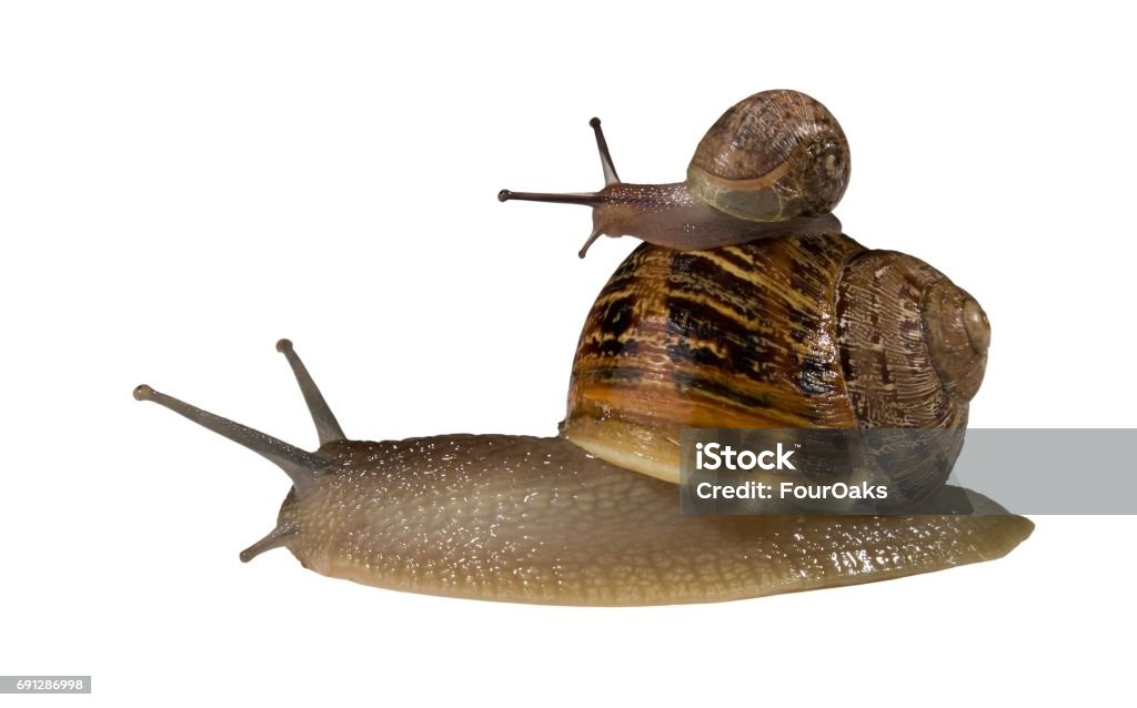 Small Snail Hitching A Ride On The Back Of A Bigger Snails Shell Stock  Photo - Download Image Now - iStock