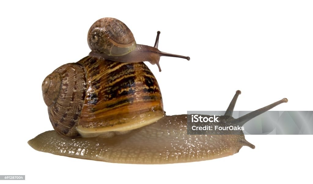 Small Snail Hitching A Ride On A Big Snails Shell Stock Photo - Download  Image Now - Animal, Animal Back, Animal Body Part - iStock
