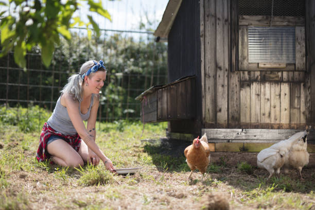 istock Young woman feeding Chickens 691287260
