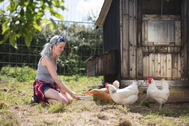 istock Young woman feeding Chickens 691287450
