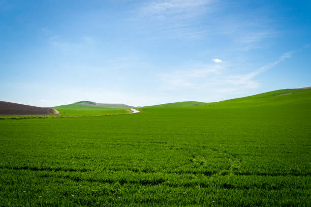 istock Andalusian landscape with green hills and fields in Spain on a day in spring 691287684